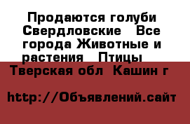 Продаются голуби Свердловские - Все города Животные и растения » Птицы   . Тверская обл.,Кашин г.